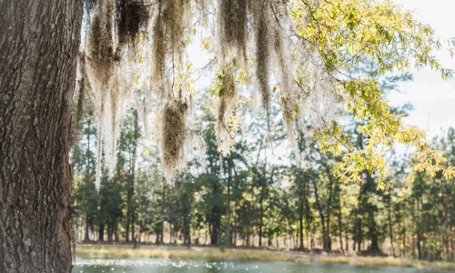 spanish moss and lake